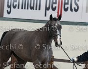 Capri FZ TosTour2013- S4 6266 : Arezzo, Arezzo Equestrian Centre, Capri FZ, Cavalli d'Italia, Toscana Tour 2013, foto di Stefano Secchi ©